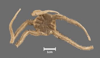 Media type: image; Invertebrate Zoology OPH-2158 Aspect: dorsal